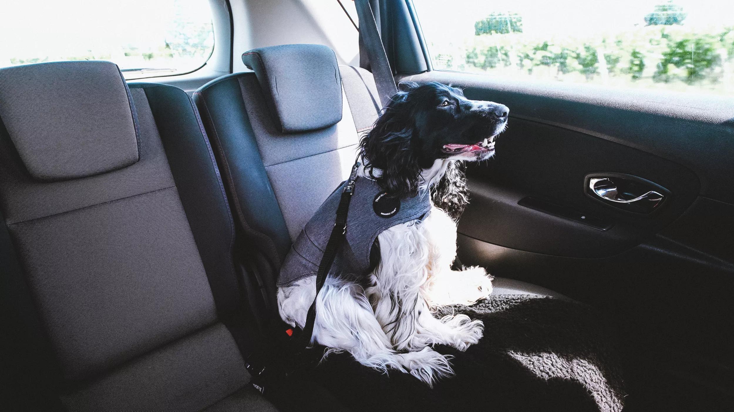 Dog sat in car with ThunderShirt on.