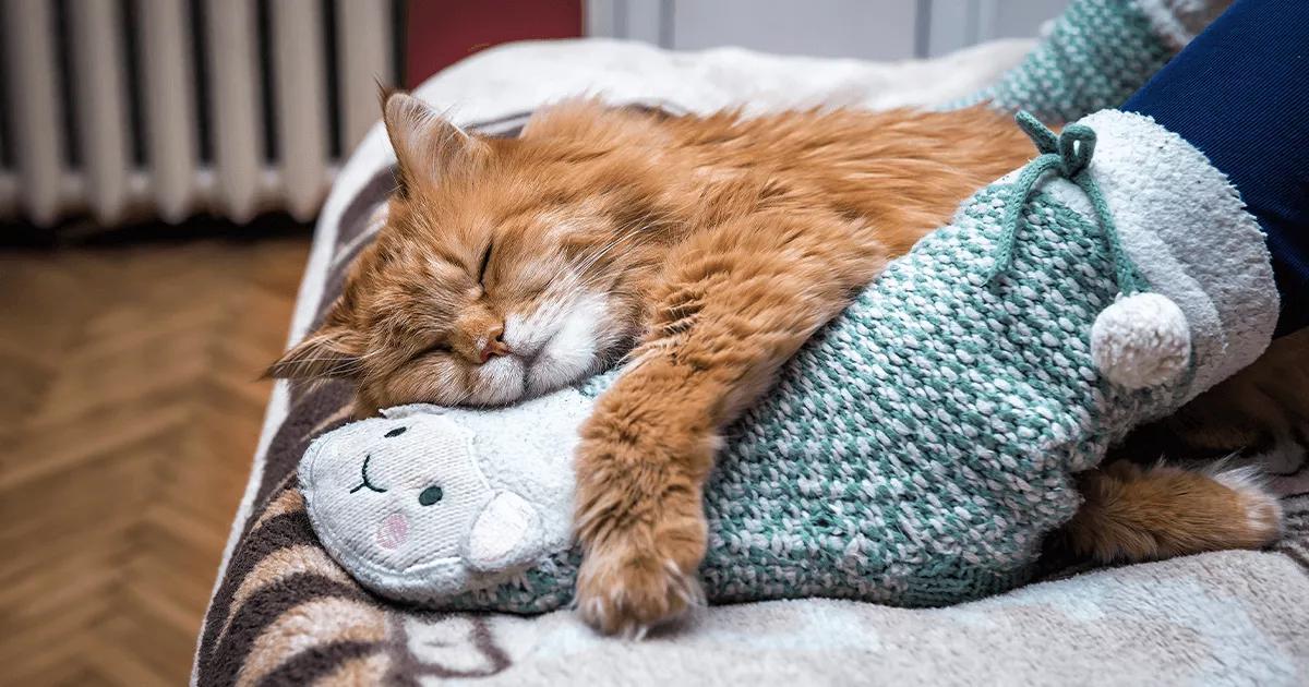 Ginger cat cuddling human foot.