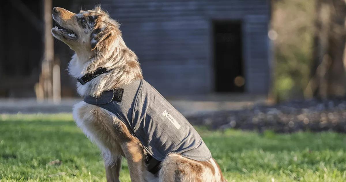 An Australian Shepherd wearing ThunderShirt by ADAPTIL.