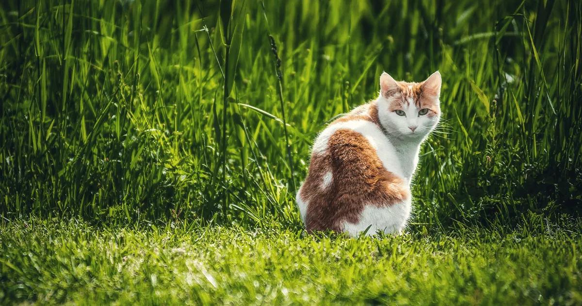 cat on grass