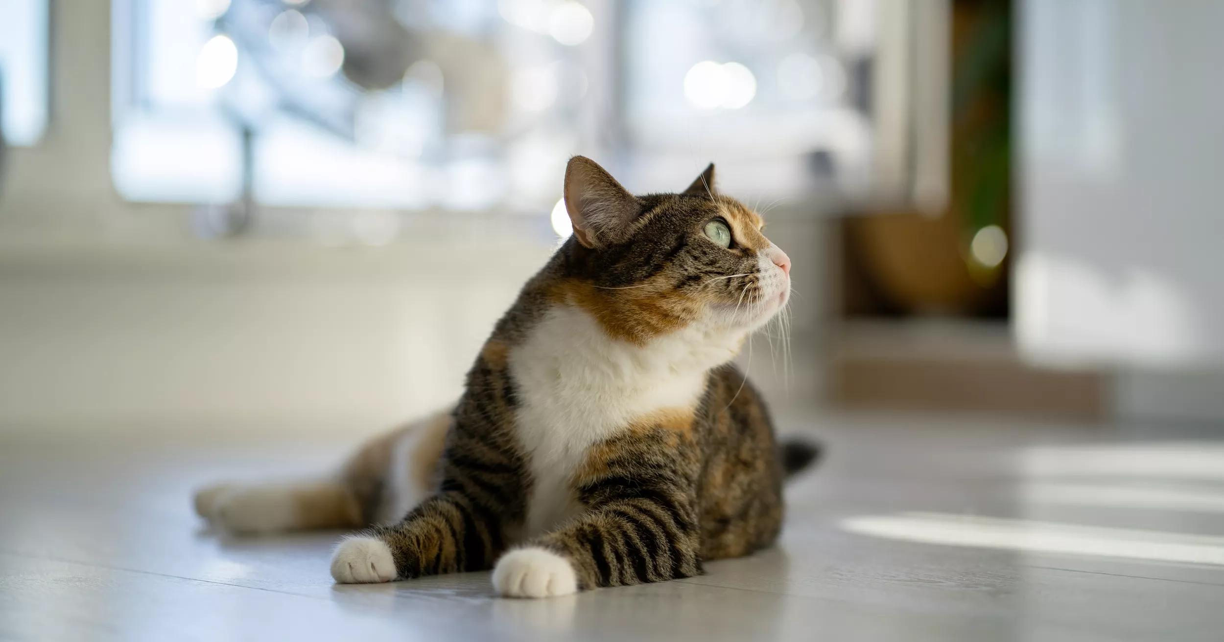 Cat at home reacting to sound.