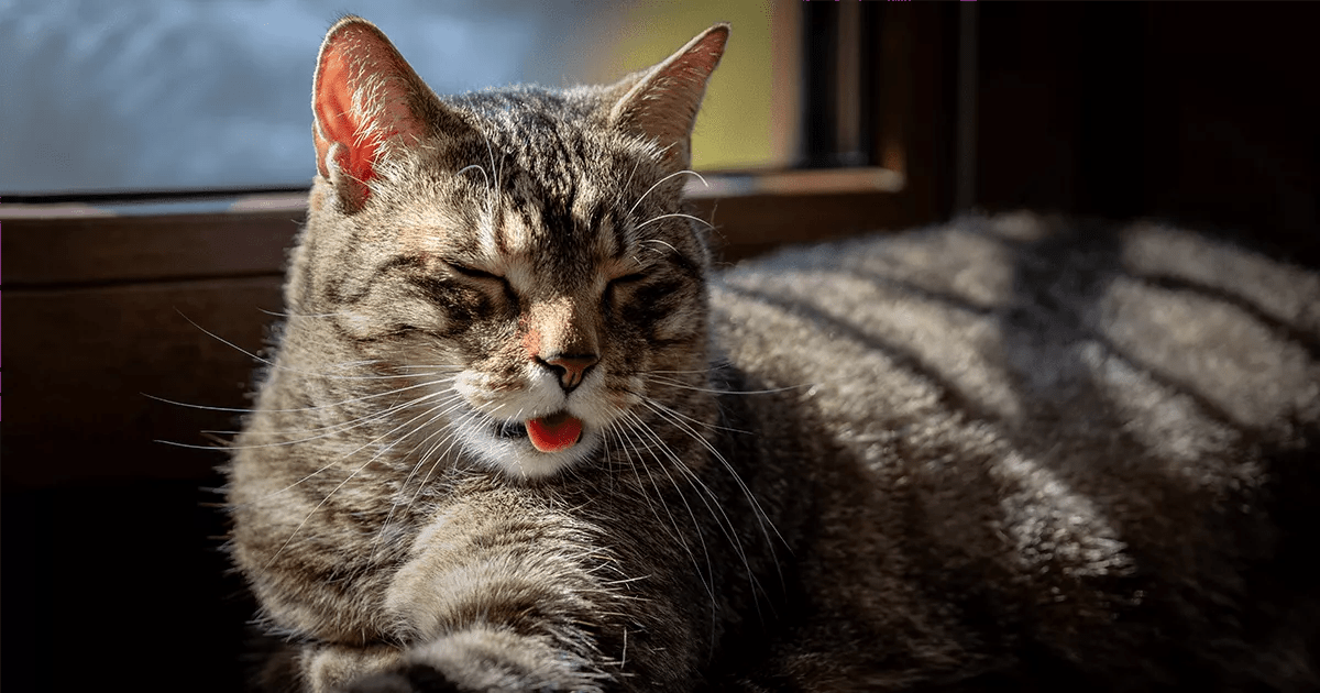 Cat relaxing in sunshine.