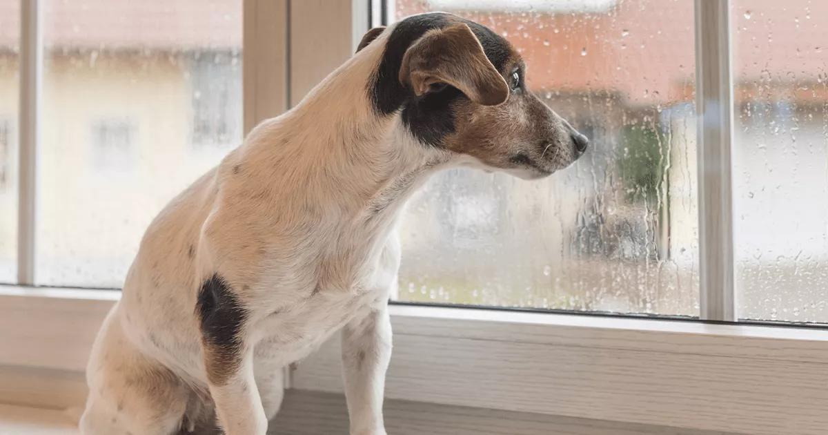 Dog looking out of rainy window.