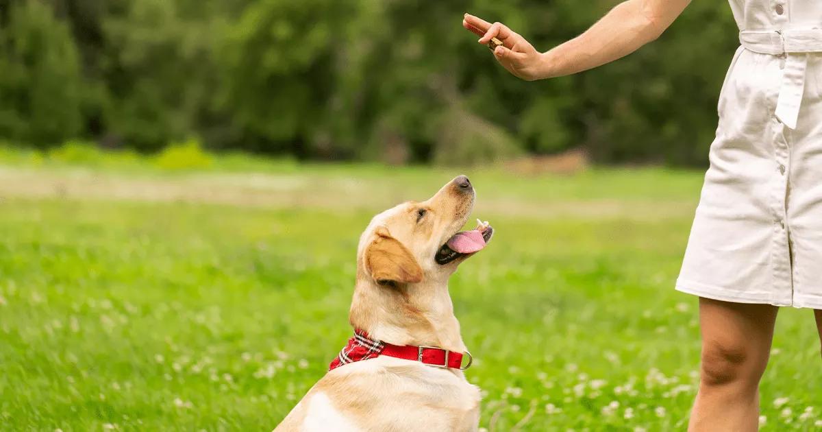 Labrador being trained to sit on cue.